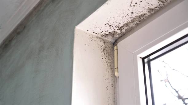 Best Emergency Mold Remediation  in Homer City, PA